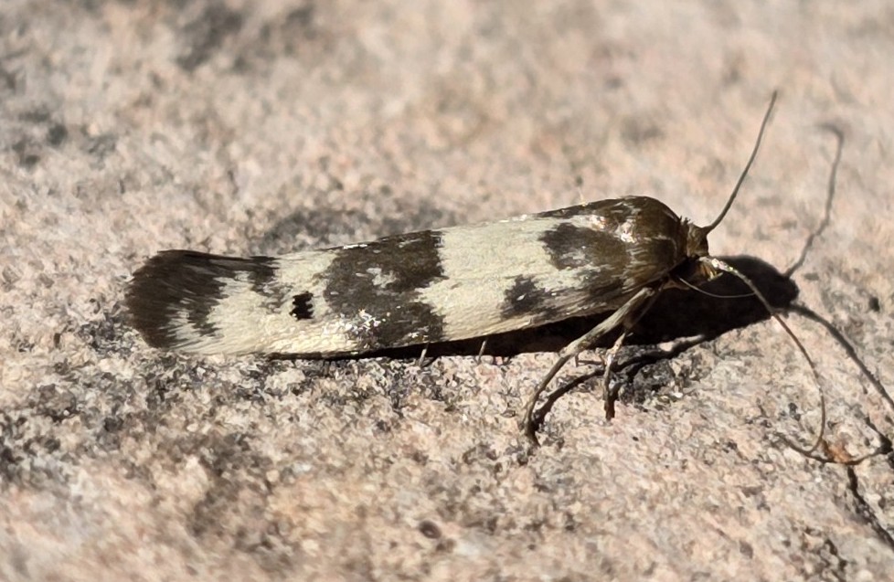 Photo of Spotted-seal Enolmis Moth (Enolmis acanthella)